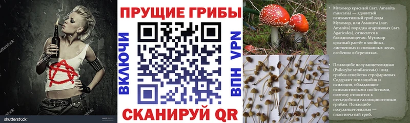 Псилоцибиновые грибы Psilocybine cubensis  Мариинск 